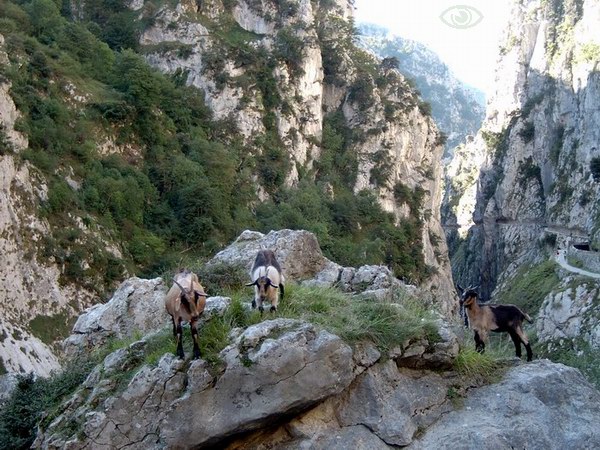 Cabras en el Cares