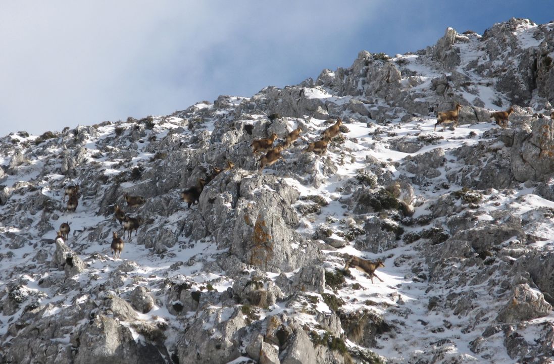 Los corzos en la nieve