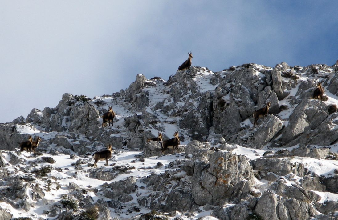 Los corzos en la nieve saltando