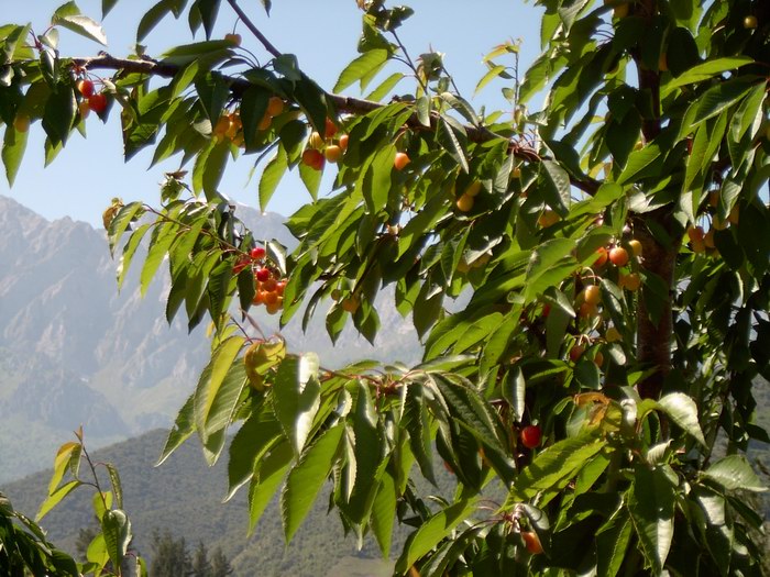 Frutales en Potes (3), Cerezo