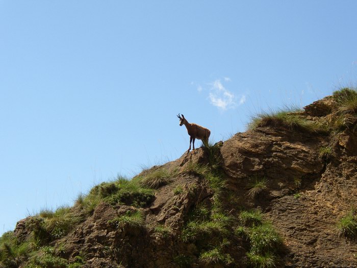 Rebeco por los Montes de los Picos de Europa