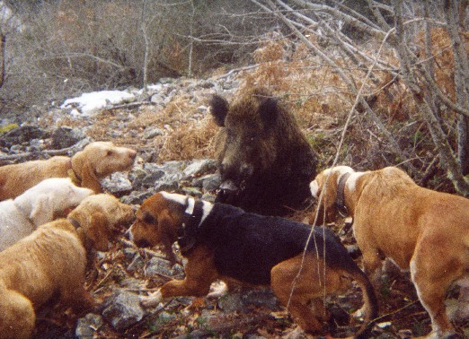 Cazeria de jabali en Liebana