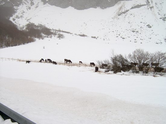 Animales Salvajes en la Nieve