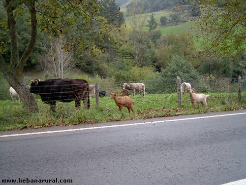 Animales salvajes