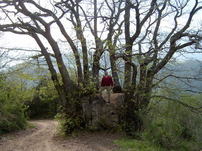 More en el arbol mas grande de España