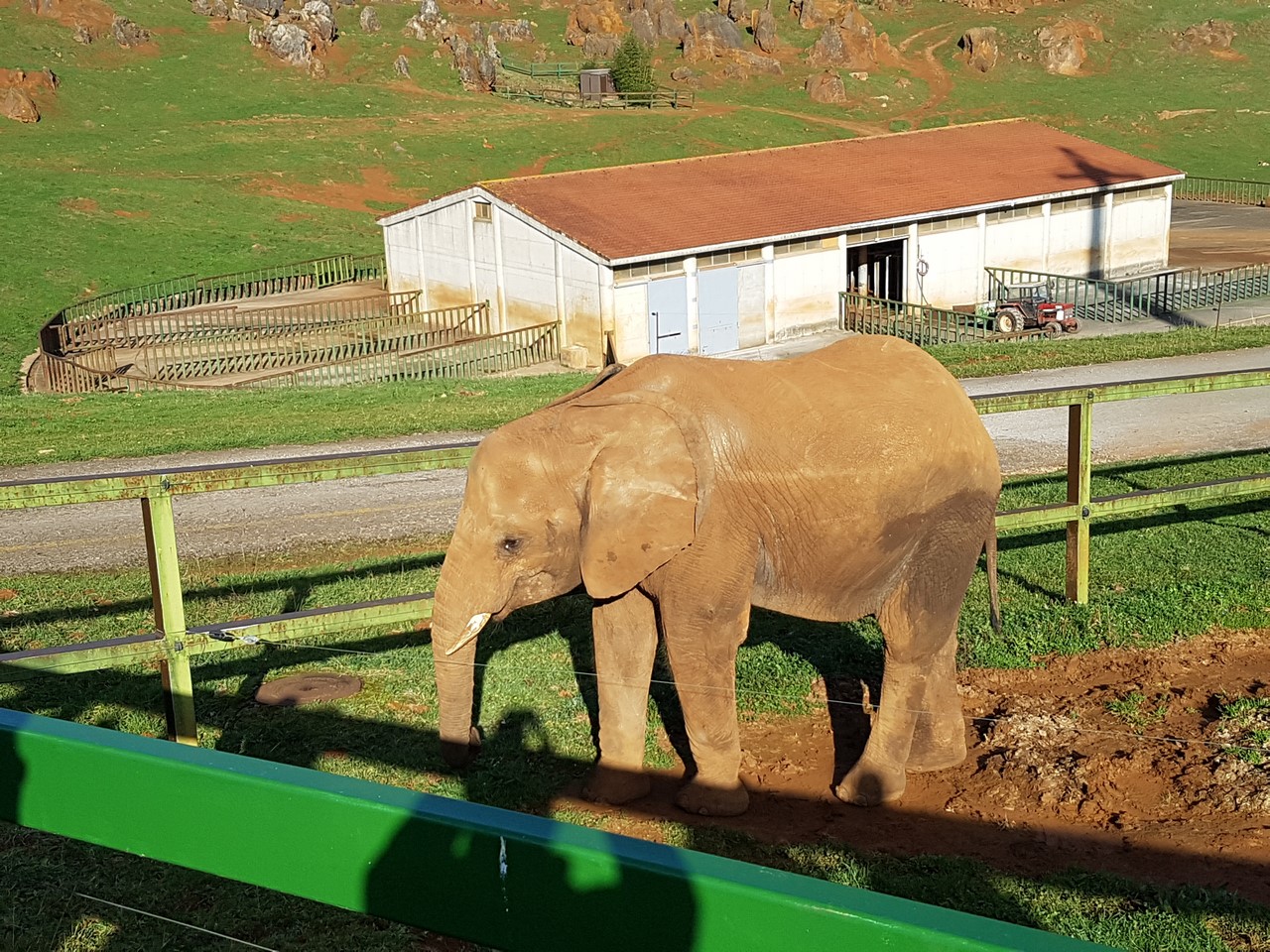 Elefante en cabarceno