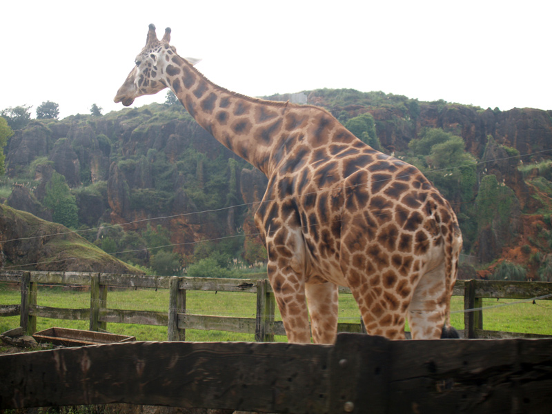 animales en cabarceno