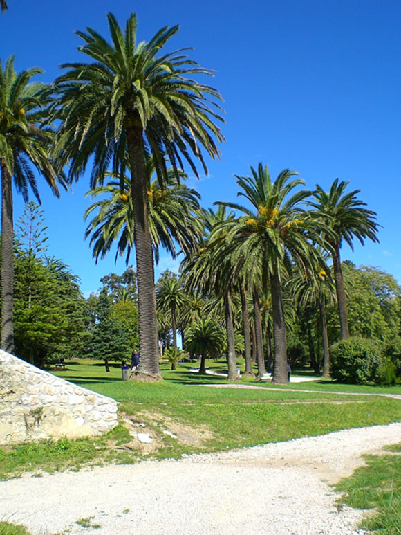 Palmeras Parque Mataleñas