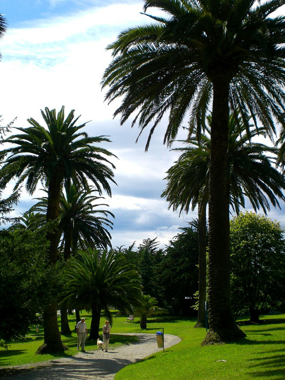 Palmeras Parque Mataleñas (1)