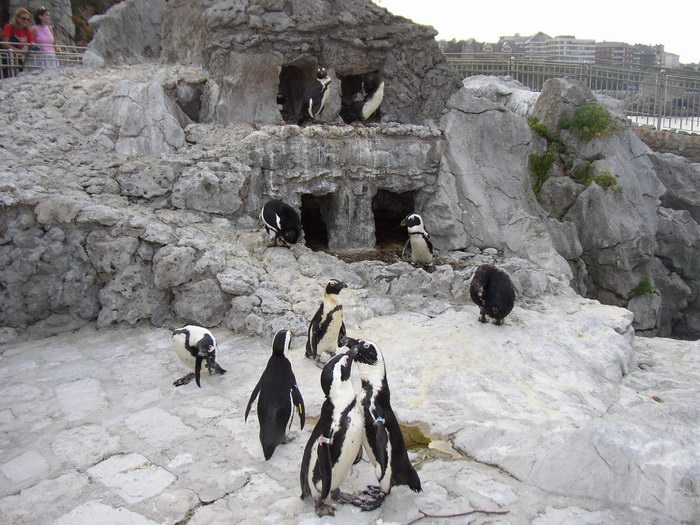 Los pinguinos de La Magdalena