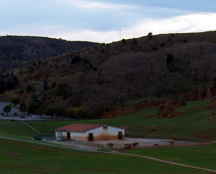 Elefantes en el Parque de Cabarceno, Cantabria