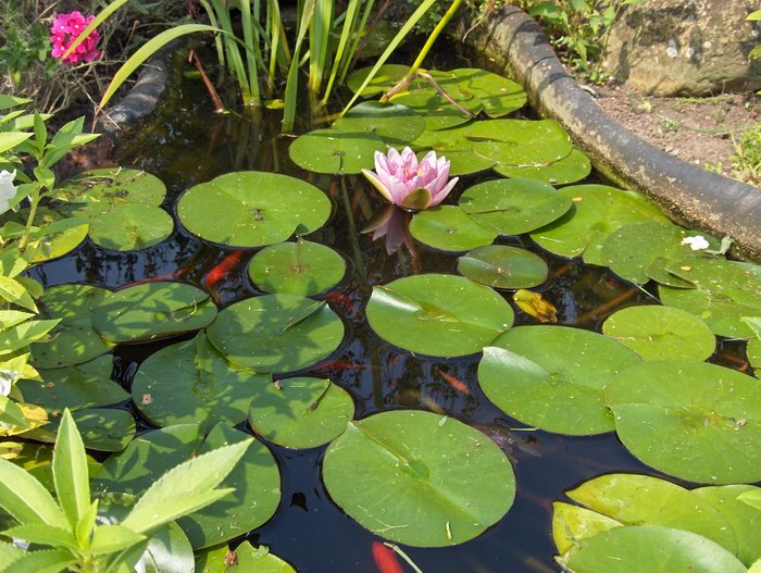 Peces en la charca de la fuente de los sotos