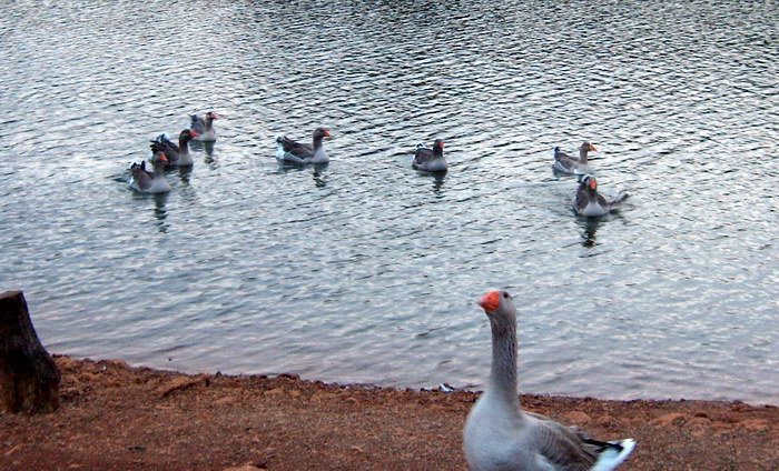 Patos en el Lago de Cabarceno, Cantabria
