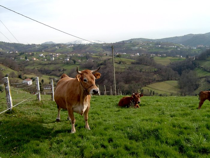 Una Vaquita Asturiana, en el centro de la Provincia