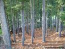 Un bosque en invierno