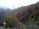 El bosque en otoño