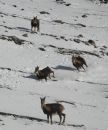 Corzos y rebecos buscando comida