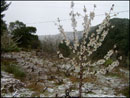 La nieve, los cerezos, las viñas conviven en plena naturaleza