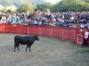 Fiestas de la cruz 2010 el toro