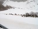 Animales Salvajes en la Nieve