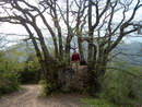 More en el arbol mas grande de España