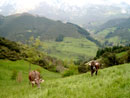 Vacas en el monte