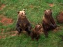 Los osos de cabarceno
