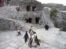 Los pinguinos de La Magdalena