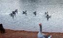 Patos en el Lago de Cabarceno, Cantabria